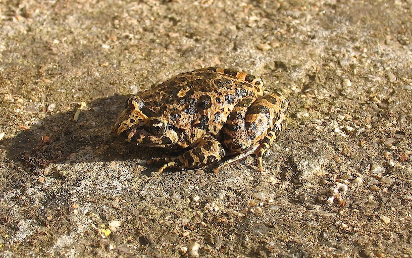 Identificazione 2 - Discoglossus sardus